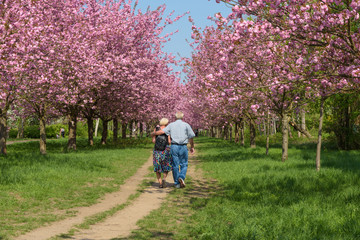 Menschen genie&szlig;en Kirschbl&uuml;te im Park
