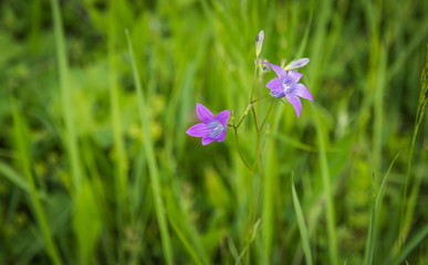 Fototapeta premium Beautiful purple flower