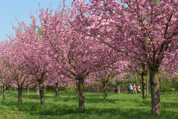 Fototapeta premium Blühende Kirschbäume im Park 
