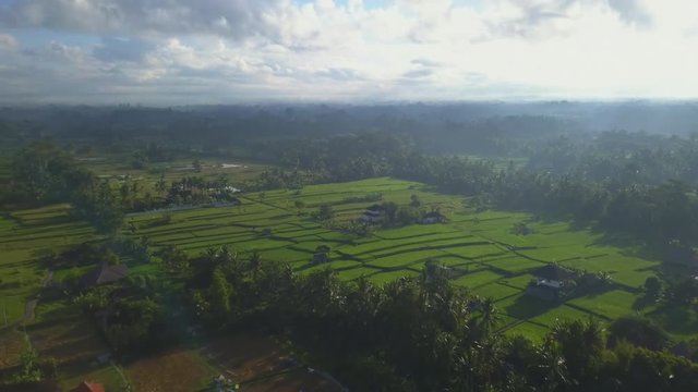 Amazing aerial view of rice plantation at sunrise aerial footage