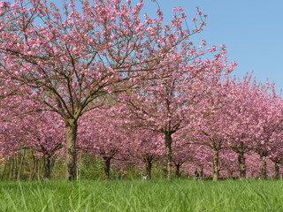 Fototapeta premium Kirschbäume in Park aus niedrigem Blickwinkel