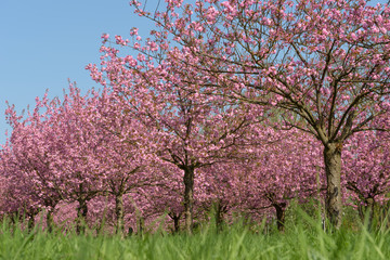 Kirschbäume in Park aus niedrigem Blickwinkel