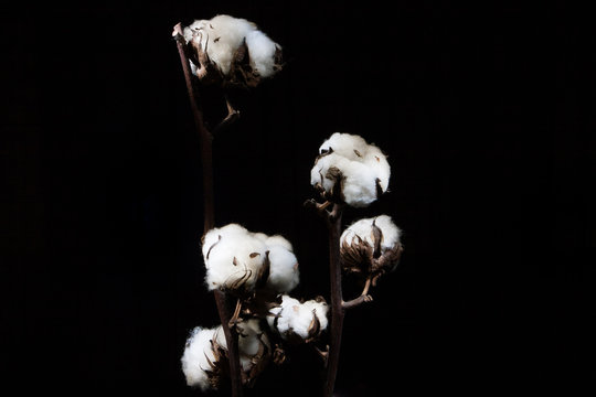 Plant of cotton with flowers. Light painting picture on black background.