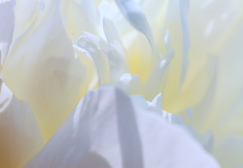 Fototapeta na wymiar white background from flowers