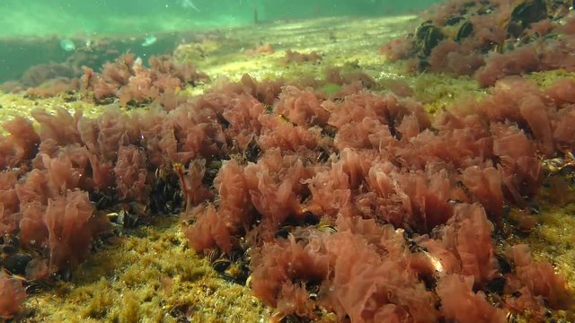 The thickets of Red algae (Porphyra sp.) swing by waves.