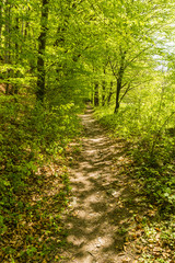 Path in the forest. Spring green colors dominate on the leaves of trees and other plants.