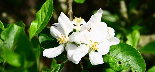floraison de pommier au printemps © Patryssia