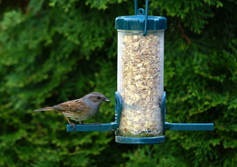 Garten,Heckenbraunelle,Futterspender
