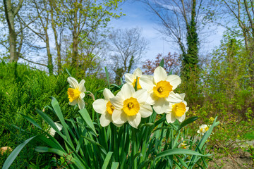 group of daffodils on a sunny spring day © tl6781