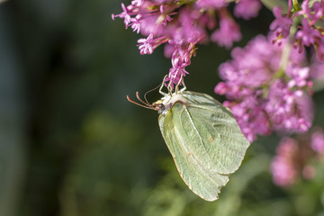 Papillon jaune jaune fleur aile antennes pistil 
