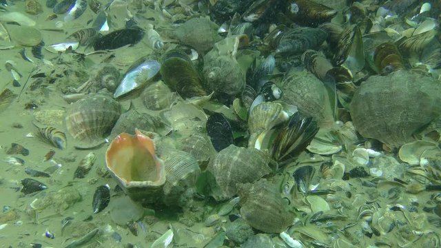 Several dead shells Veined Rapa Whelk (Rapana venosa) on the seabed, late winter.