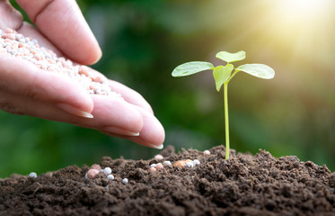 hand of poeple fertilizer Plant in soil on nature background. - obrazy, fototapety, plakaty