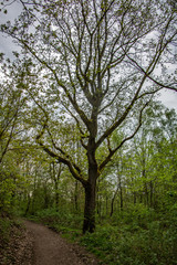 Alte knorrige Eiche im Wald