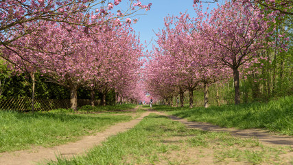 Obraz premium Blühende Kirschbäume im Park 