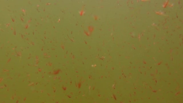 Brine shrimp (Artemia salina) in the water column.