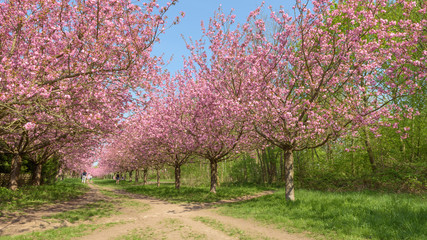 Blühende Kirschbäume im Park 