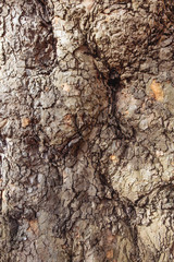 Texture tree bark texture old gray brown background outgrowths very oak