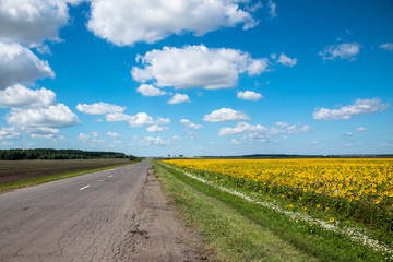 Summer landscape with a field of sunflowers