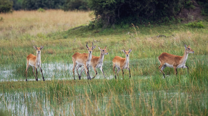 running antelope Waterbuck (Kobus ellipsiprymnus) in the african savannah namibia kruger park botswana masai mara