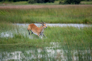running antelope Waterbuck (Kobus ellipsiprymnus) in the african savannah namibia kruger park botswana masai mara
