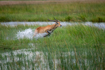 running antelope Waterbuck (Kobus ellipsiprymnus) in the african savannah namibia kruger park botswana masai mara