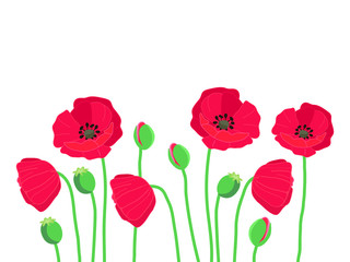 Naklejka premium summer frame border with cute colorful red field poppy flowers isolated on white background ,vector seasonal illustration 