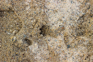 Wet yellow sand on the beach, texture, top view