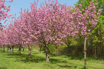 Naklejka premium Blühende Kirschbäume im Park 