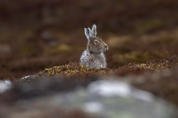 mountain hare (Lepus timidus) in spring moult sitting and staring close ups in the cairngorms NP, scotland during april.