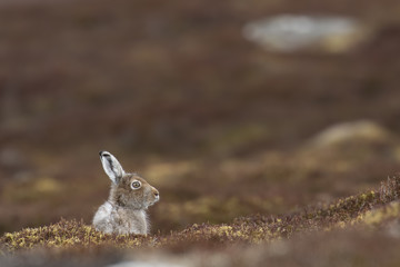 mountain hare (Lepus timidus) in spring moult sitting and staring close ups in the cairngorms NP, scotland during april.