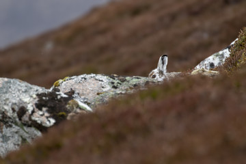 mountain hare (Lepus timidus) in spring moult sitting and staring close ups in the cairngorms NP, scotland during april.