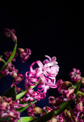 Fototapeta na wymiar hyacinth black background