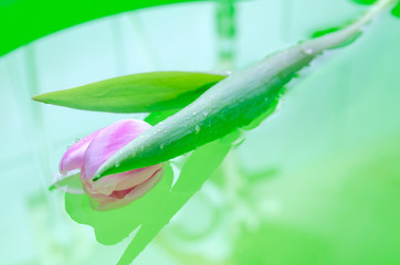 one Tulip water green