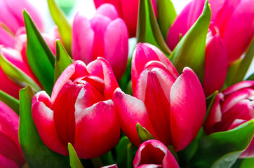 Obraz premium tulips red bouquet close-up