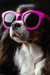 Dog with sunglasses on black background isolated. Cavalier king charles spaniel with sun glasses.