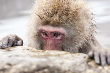 Portrait of japanese snow monkey sitting in a hot spring. Nagano Prefecture, Japan.