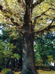 Ginkgo tree