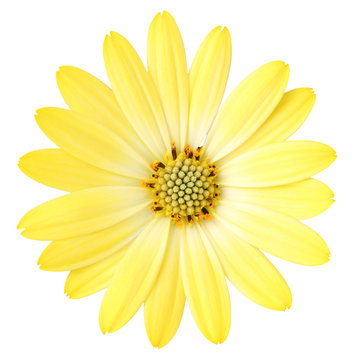 Colorful Daisy (Marguerite, Bornholmmargerite) isolated on white background. Germany