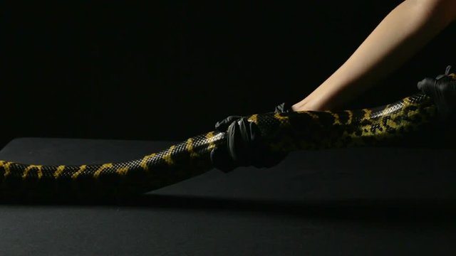 Strong yellow anaconda