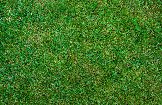 Mid-high lawn texture. Park lawn texture. Top view, overhead shot. Grassplot surface backdrop. Divet underlay, decorative background. Grass home screen. Green lawn desktop picture.