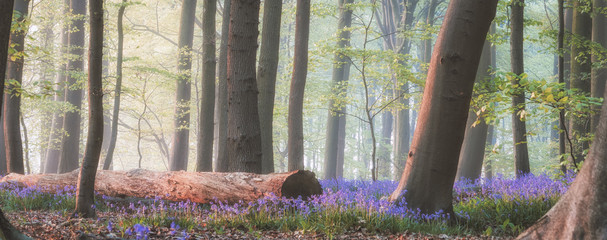 magical bluebell forest