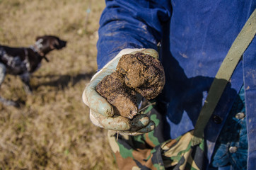 Truffle Hunting, Truffles, black truffles, foraging, mushrooms, Fungi, Abruzzo, Italy, delicacies, gourmet, wild, 