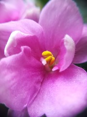 Macrophotography Violet flower shot close, visible pestle