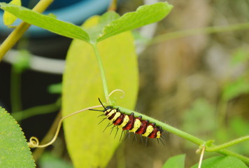 caterpillar climbing and feeding on butterfly pea branch in garden