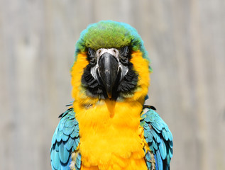 Blue and Gold Macaw Parrot