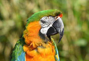 Parrot Harlequin Macaw