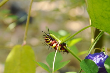 caterpillar climbing and feeding on butterfly pea branch in garden