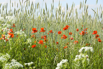 Fototapeta premium Wonderful poppies in a grain field, Lüneburg Heath, Nord Germany.