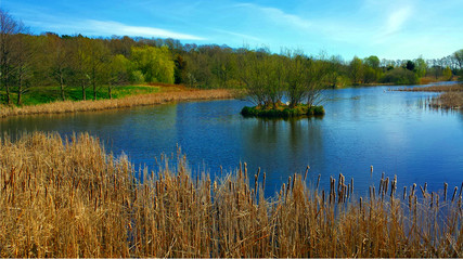 Dry calamus on the bank of the pond on April day