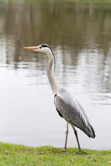 Gray heron near the water